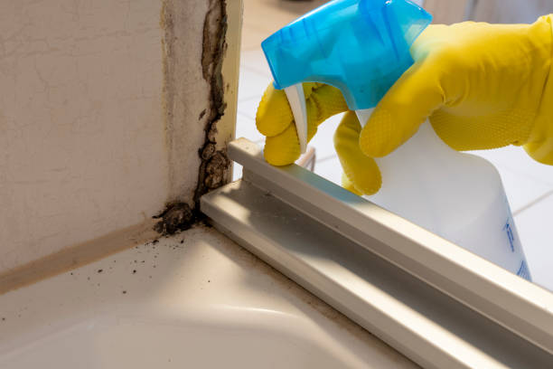 Best Toxic Mold Removal  in Lanham, MD