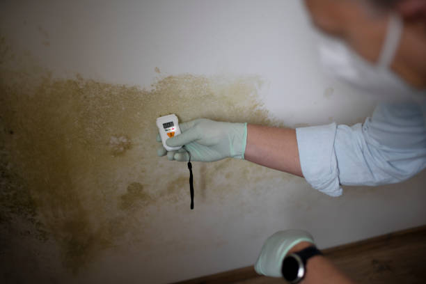 Best Mold Remediation Experts  in Lanham, MD