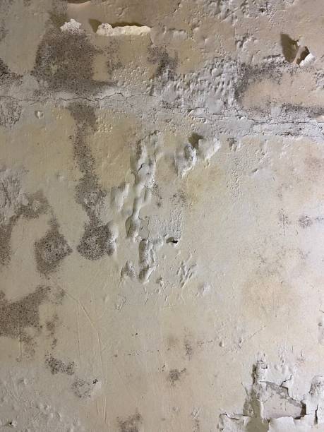 Crawl Space Mold Removal in Lanham, MD