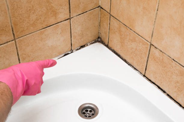 Best Mold Damage Repair  in Lanham, MD
